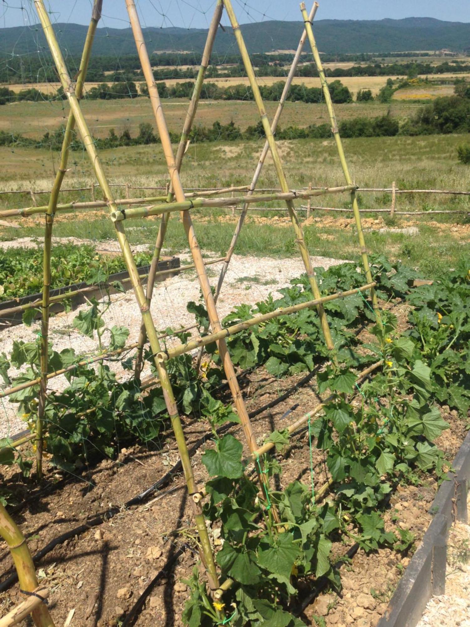 Wine Resort Conti Di San Bonifacio Ribolla Eksteriør billede